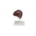 model wątroby z pęcherzykiem żółciowym - 3b smart anatomy - 1014209 [k25] 3b scientific modele anatomiczne 5